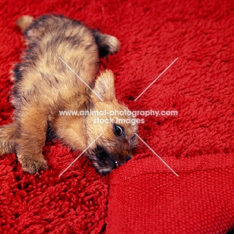 norfolk terrier puppy stretching on a red rug