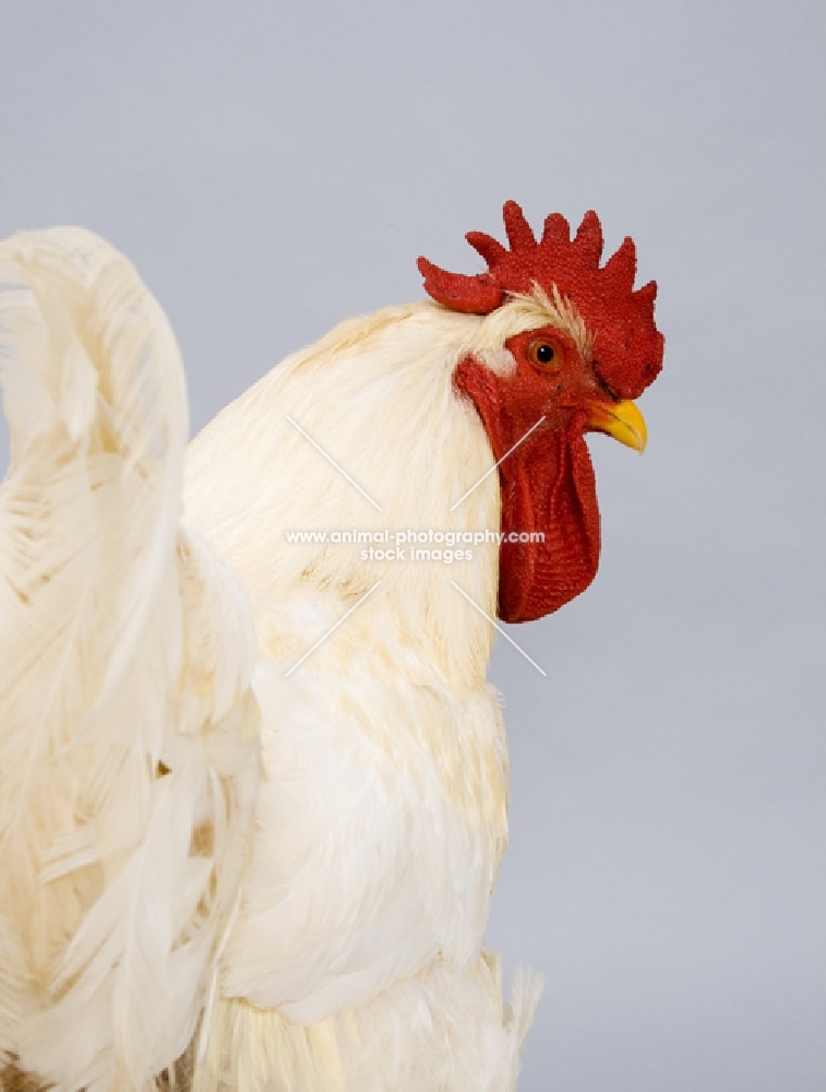 White Rock Rooster head shot