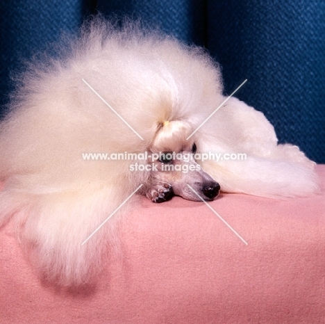glamorous miniature poodle, ch miradel camilla