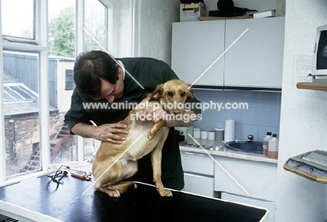 vet neil forbes examining dog in surgery