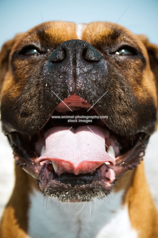 Boxer panting