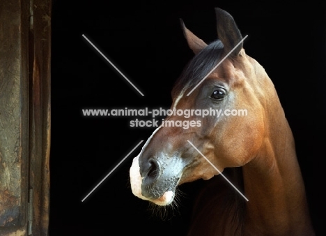 one arabian horse on black background