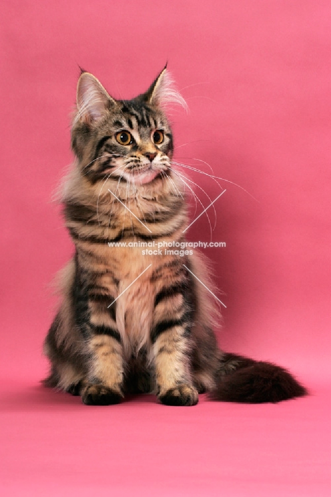 brown tabby Maine Coon on pink background