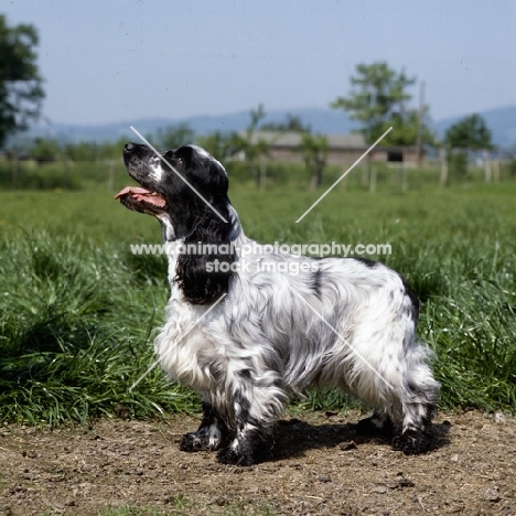 ch coltrim mississippi gambler, english cocker spaniel standing in a field