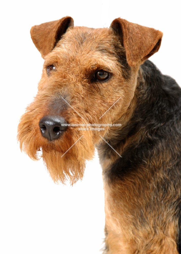 Australian Champion Welsh Terrier portrait on white background