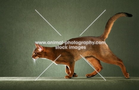 Abyssinian running to left, tail up, head in profile, only one foot on the ground