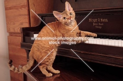 curious Devon Rex on piano