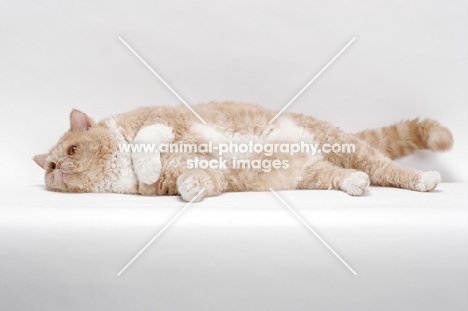 Selkirk Rex on white background, Cream Classic Tabby & White