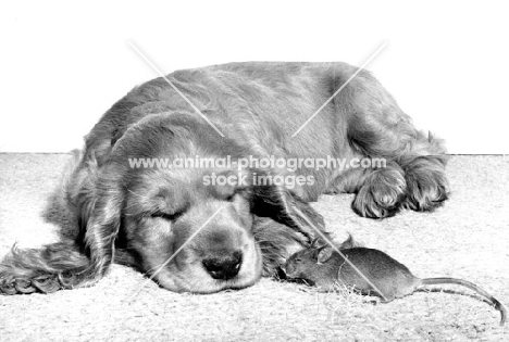 Cocker Spaniel puppy sleeping with mouse