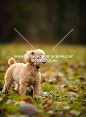 apricot coloured toy Poodle in autumn
