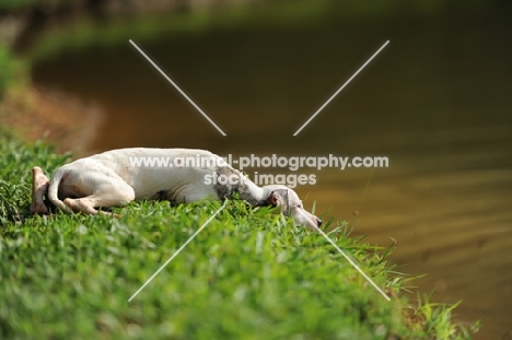 young Whippet resting on river bank