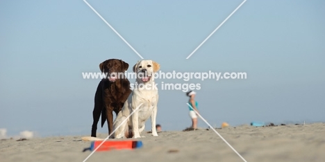 chocolate and cream Labrador Retriever