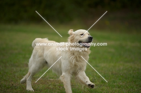 happy golden retriever running free in a field