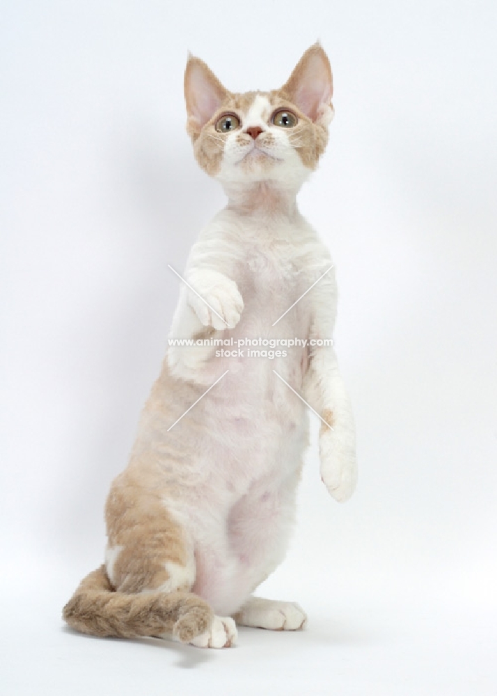 chocolate smoke & white Devon Rex on hind legs