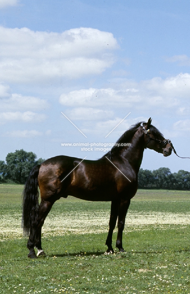 domino, lusitano stallion in portugal