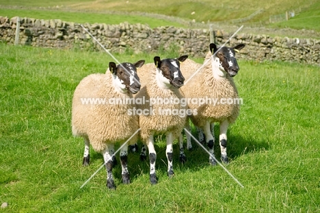 three Scottish Mule ewes