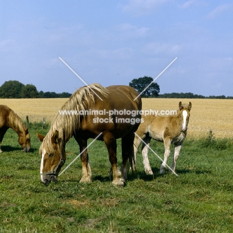 schleswig mare grazing with her  foal 