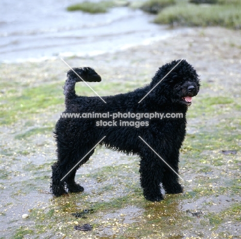 portuguese water dog in retriever clip standing on wet sand in usa