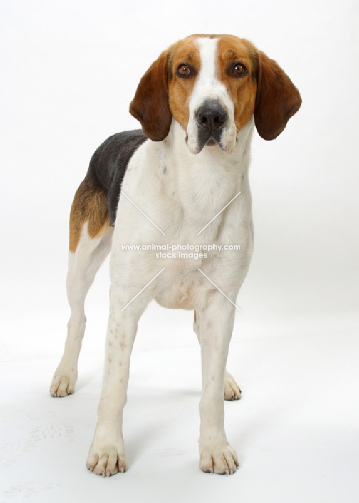 Australian Champion Foxhound standing on white background, looking towards camera