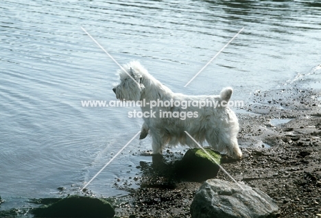 west highland white terrier beside river patting at the water