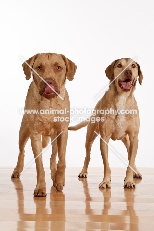 Chesapeake Bay Retriever, one licking lips