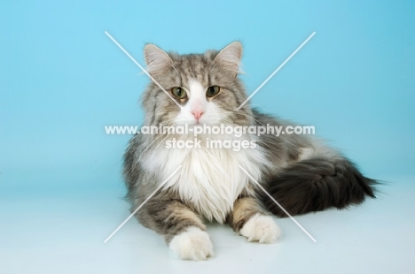 blue silver tabby and white norwegian forest cat