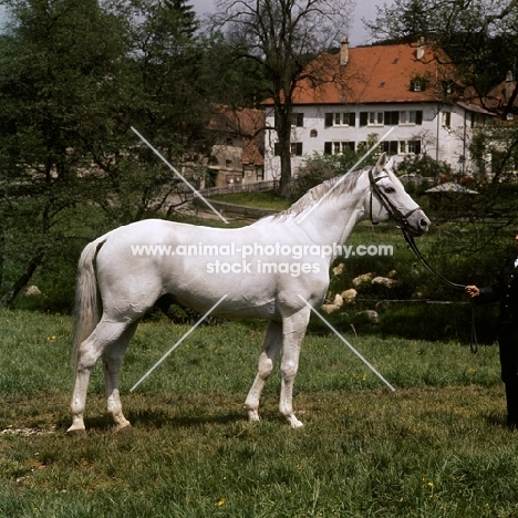 pregel, trakehner stallion at  marbach stud