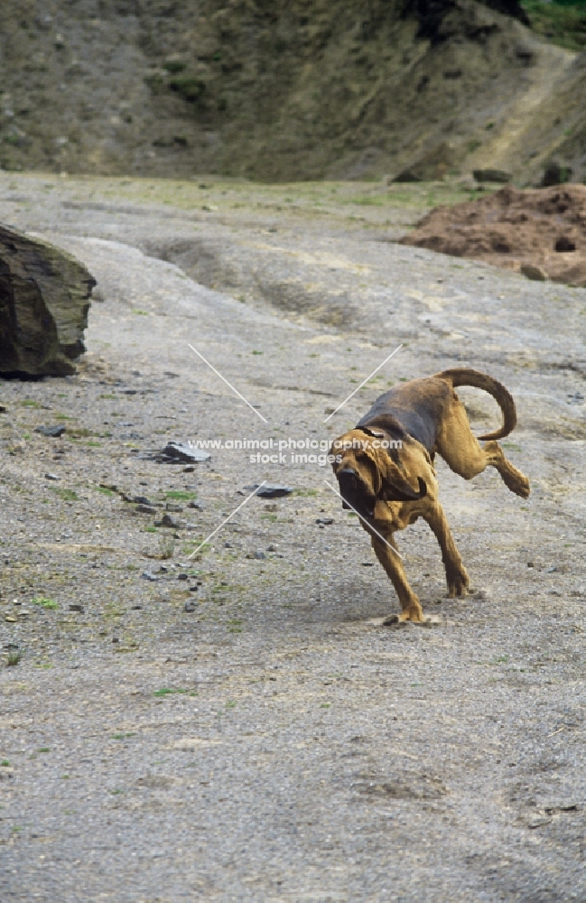 bloodhound, ch barsheen magnus (mag), running full tilt