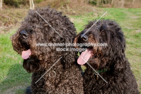 two Labradoodle dogs sitting in same pose on grass