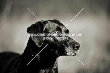 black labrador profile
