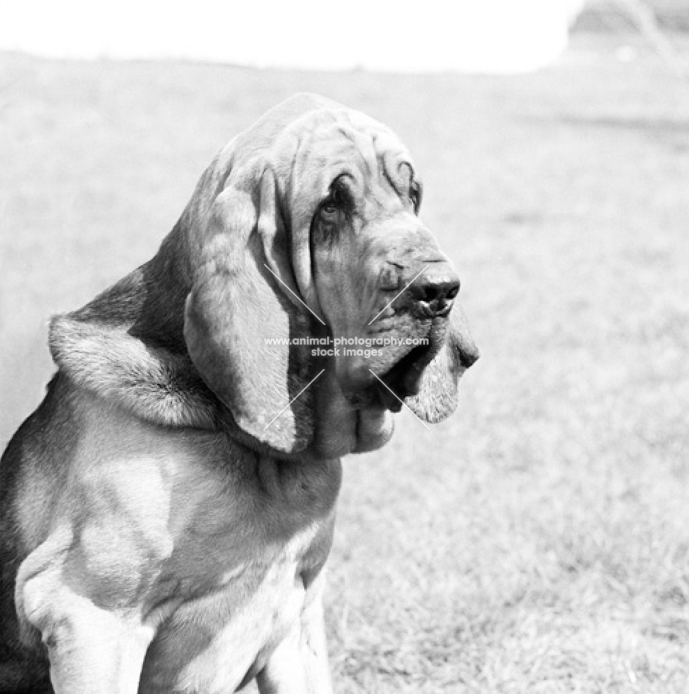 bloodhound