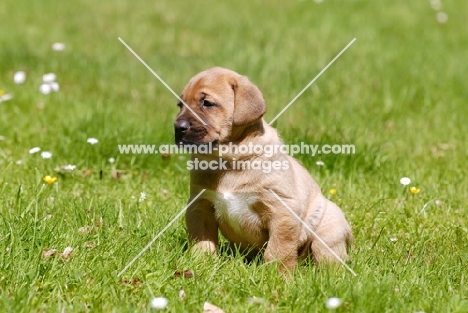 cute Broholmer puppy