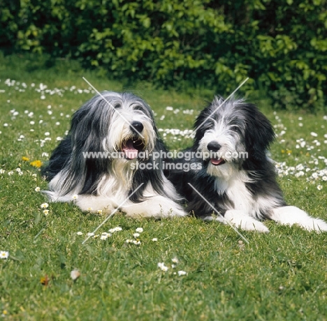 bearded collie with puppy