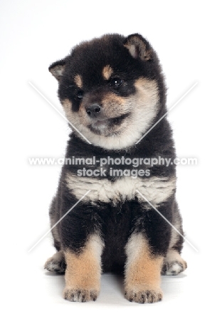 cute black and tan coloured Shiba Inu puppy