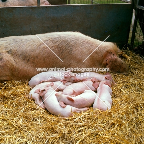 sow with piglets at show