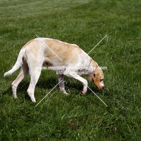 fompoise, billy sniffing grass