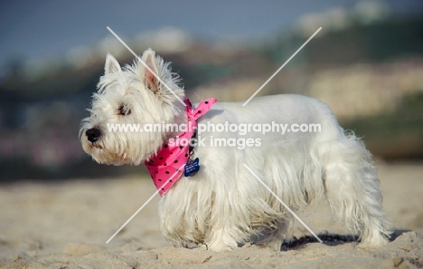 West Highland White Terrier wearing pink scarf