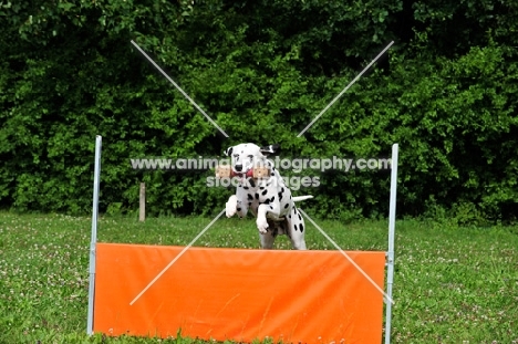 Dalmatian jumping with dumbbell