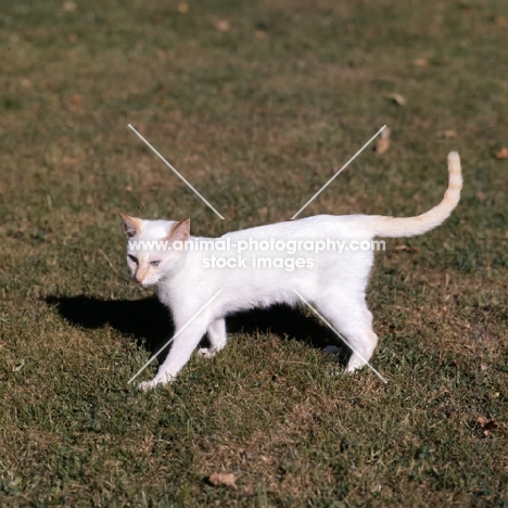 ch shere-khan-redfa du fond' roy, red point siamese cat