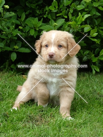 Nova Scotia Duck Tolling Retriever