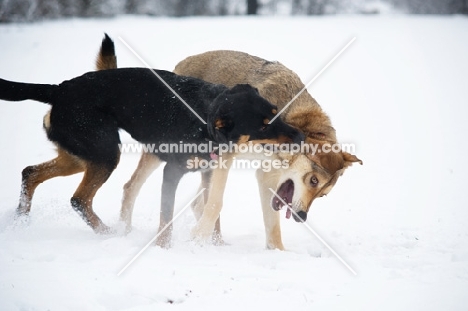 dobermann cross biting the neck of a czechoslovakian wolfdog cross while playing fight in the snow