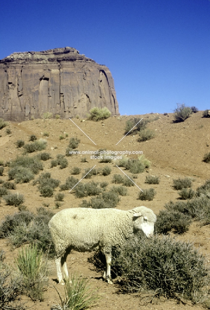 navajo-churro sheep in monument valley, usa