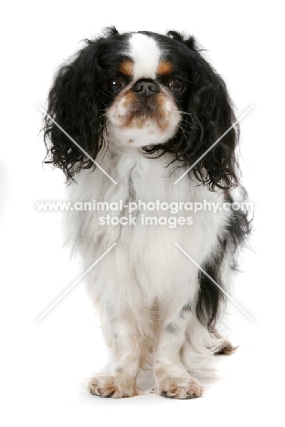 Australian Champion King Charles Spaniel, front view