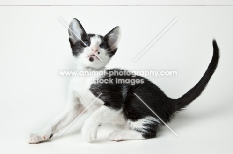 Peterbald kitten 6 weeks old, looking up