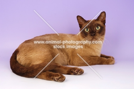 chocolate burmese cat lying down