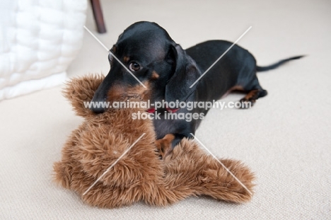 Dachshund guarding his toy