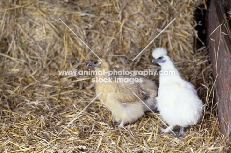 two chickens on straw