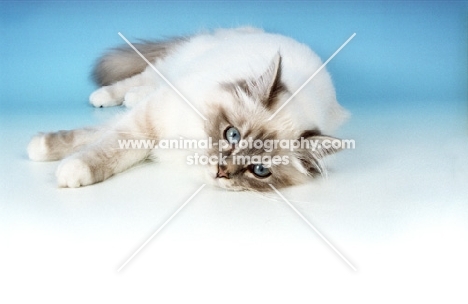 blue tabby Birman, lying down