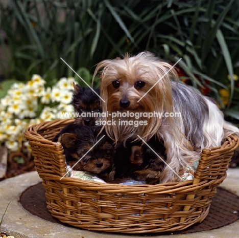yorkie mother and three pups in basket bed