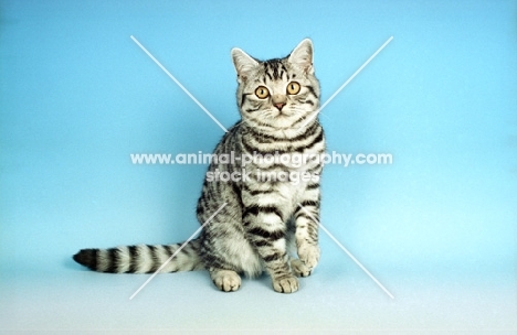 silver spotted British Shorthair kitten